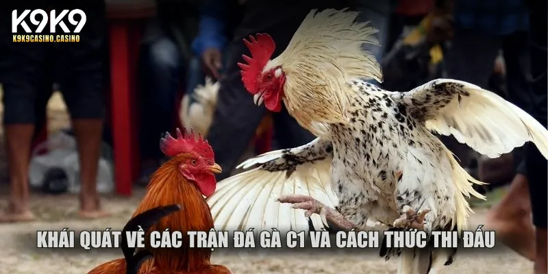 Khái quát về các trận đá gà C1 và cách thức thi đấu