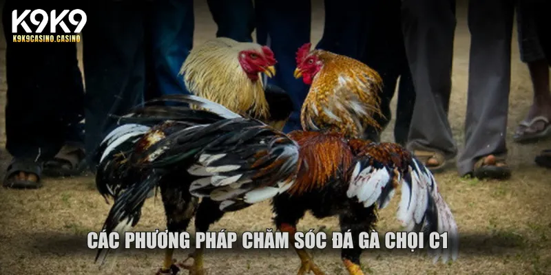 Các phương pháp chăm sóc gà chiến trước và sau khi thi đấu